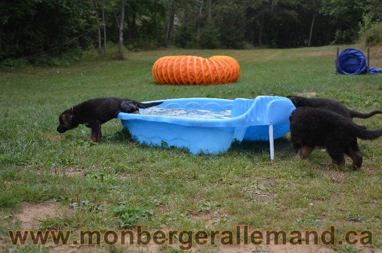 Les chiots - Berger allemand de grande lignées !