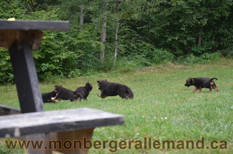 Les chiots - Berger allemand de grande lignées !