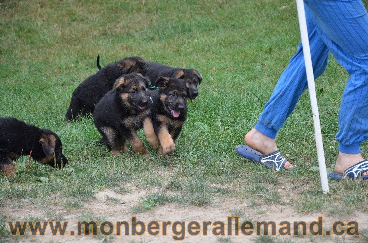 Les chiots - Berger allemand de grande lignées !