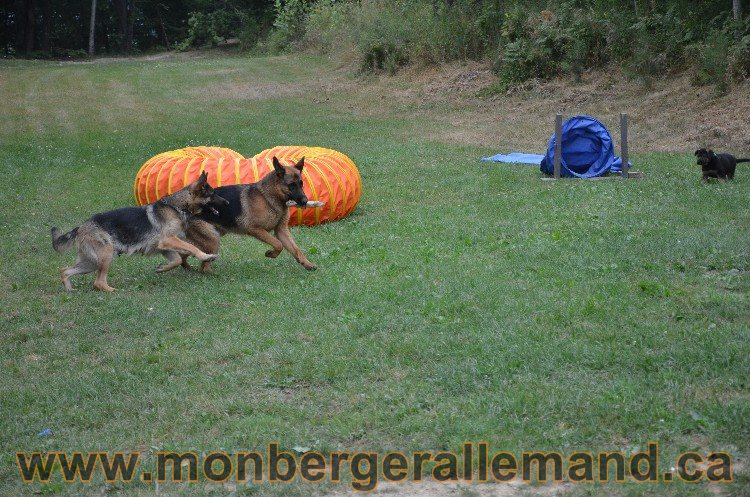 Vidal Aout 2011 - Berger Allemand de haute lignée