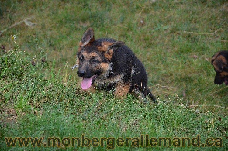 Les chiots - Berger allemand de grande lignées !