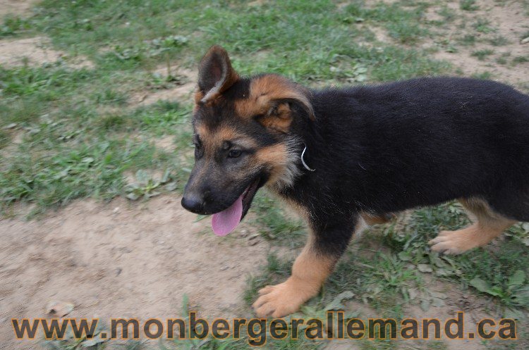 Les chiots - Berger allemand de grande lignées !