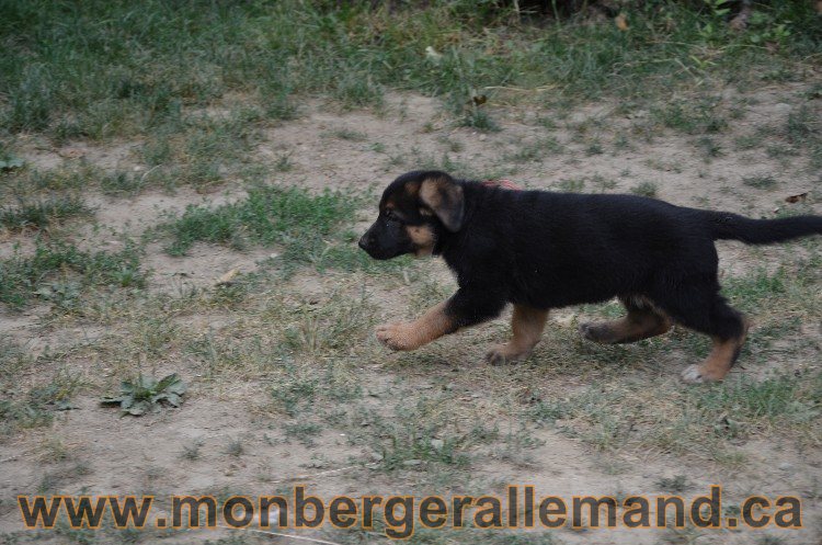 Les chiots - Berger allemand de grande lignées !