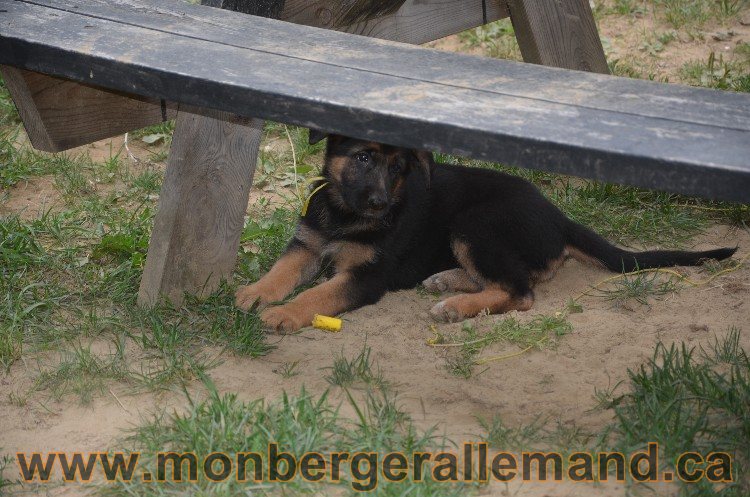 Les chiots - Berger allemand de grande lignées !