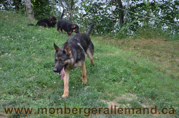 Les chiots - Berger allemand de grande lignées !