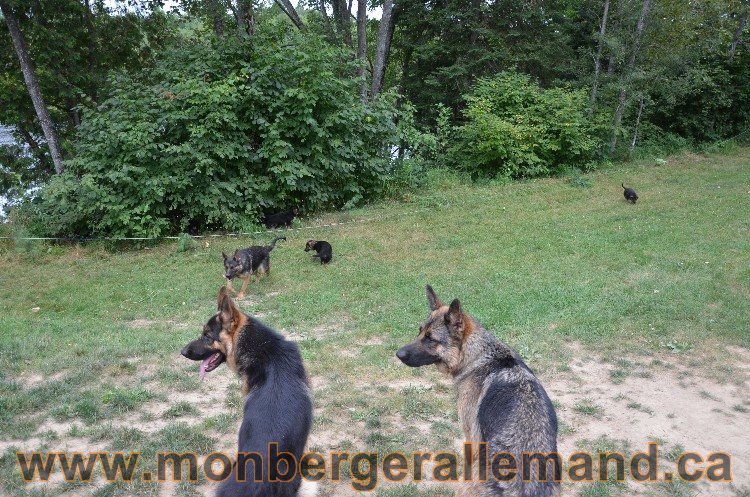 Les chiots - Berger allemand de grande lignées !