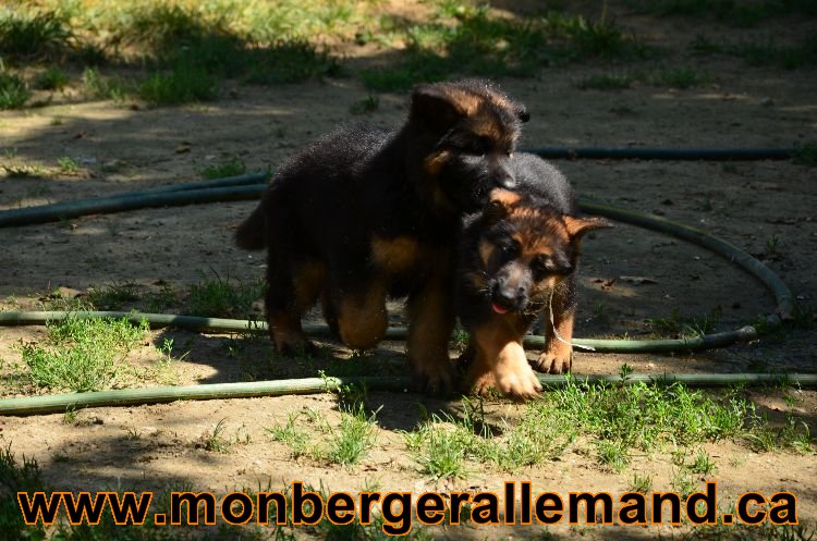 Chiots Roxy 12 aout 2011- Magnifique berger allemand !