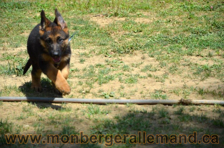 Chiot berger allemand male - 4 Aout 2011