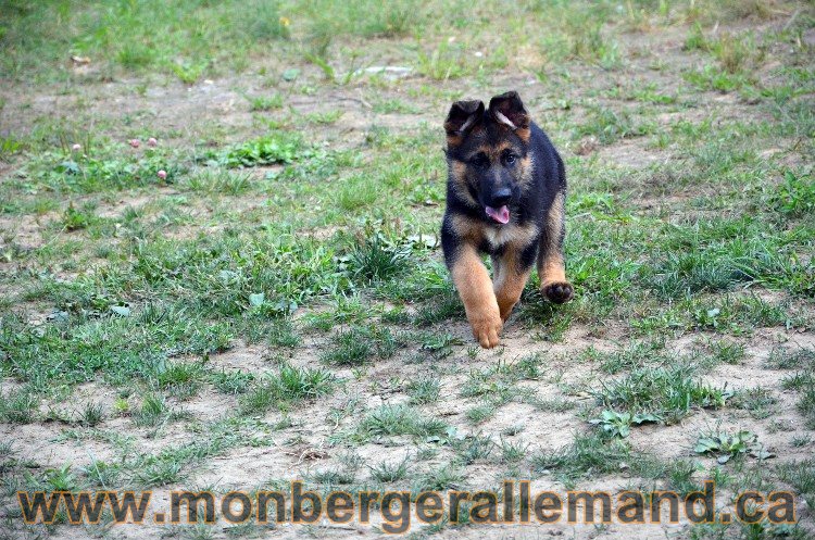 Chiot berger allemand male - 4 Aout 2011