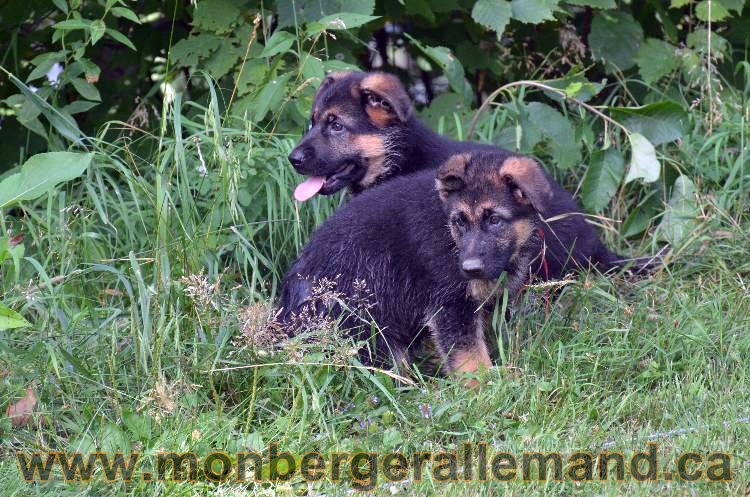 Les chiens et les Chiots berger allemand !