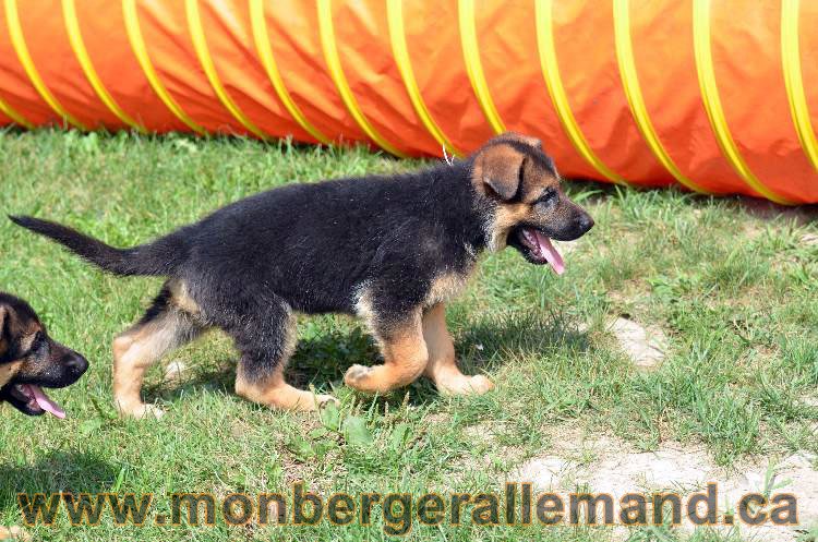 Les chiens et les Chiots berger allemand !