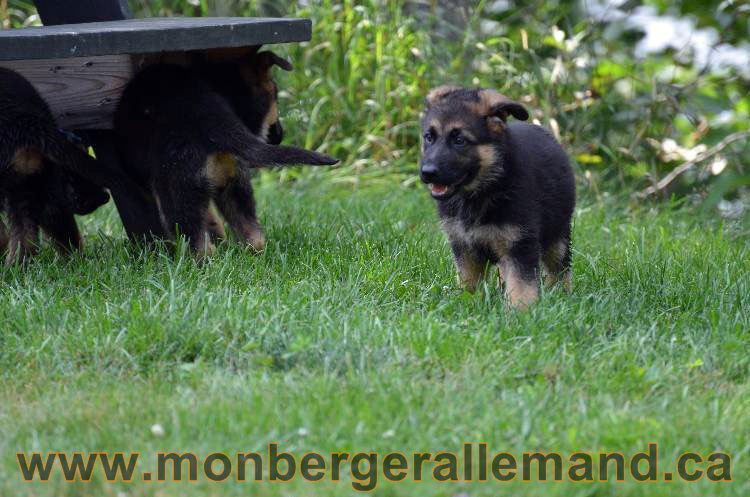 Les chiens et les Chiots berger allemand !