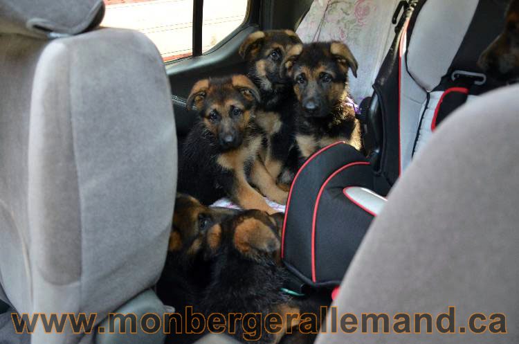 Les chiens et les Chiots berger allemand !