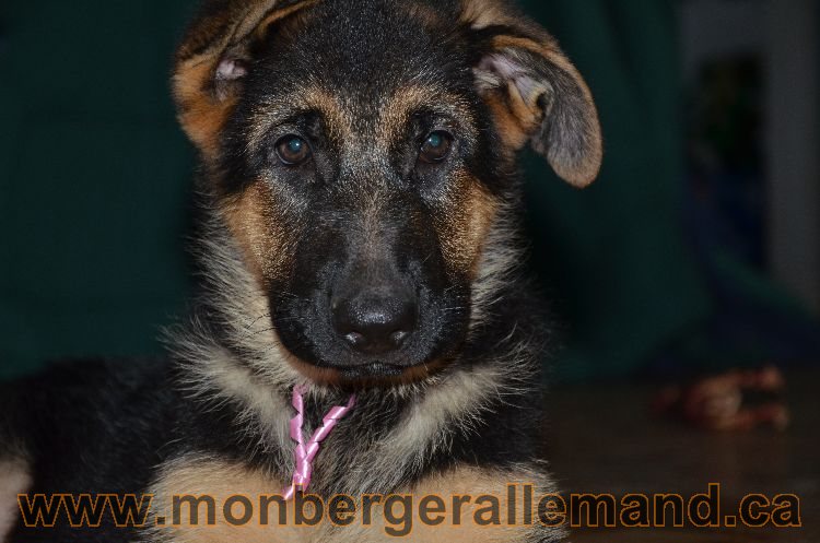 Chiot berger allemand a Kenya - 16 Aout 2011 , né le 7 Juin 2011