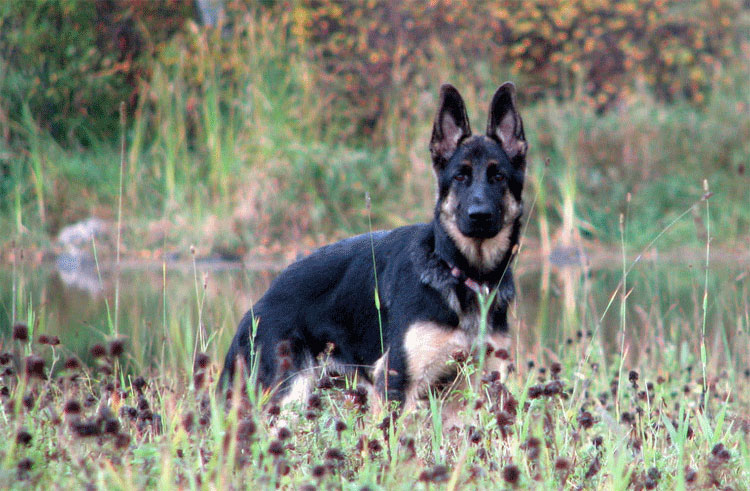 Sammy - Fille de Lady et Vidal ! (merci au maitre de sammy pour cette magnifique photo!